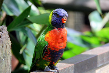 Lorikeet waiting for a free handout