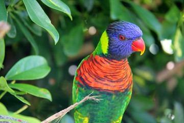 Lorikeet at the Melbourne Zoo looking for food