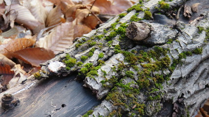 Moss on Log