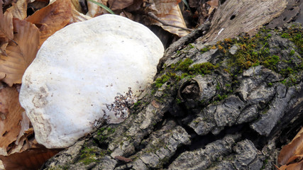 Fungus & Bark #2