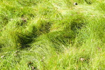 green grass, park