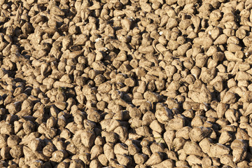 beet roots, the field