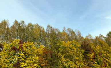 Naklejka premium yellowed maple trees in autumn