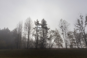 Trees in the fog