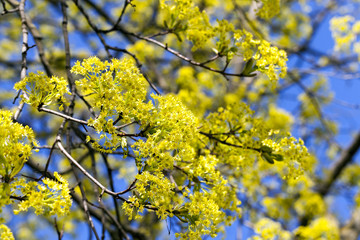 flowering maple tree