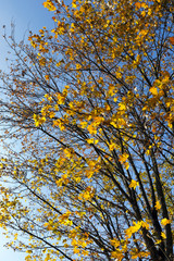 the leaves on the trees