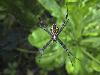Yellow Tropical Spider in Web