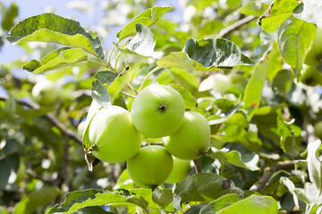 Green apples on the tree