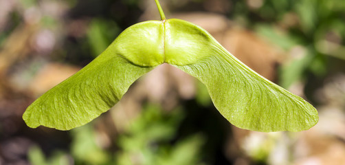 green maple seeds