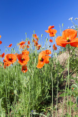 Red Poppy in the field