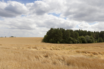 field of ripe cereal