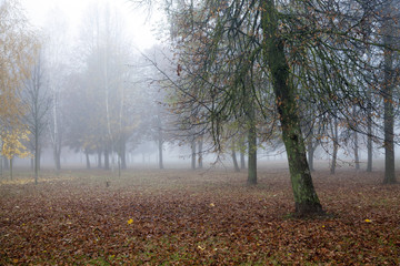 Fototapeta premium Fog in autumn season
