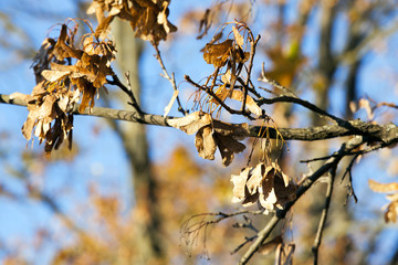 yellowed maple trees in autumn