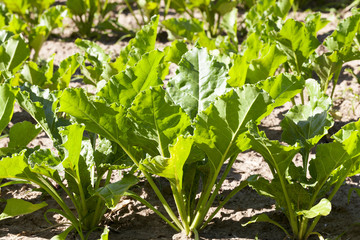 green beet leaves