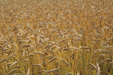 Epis de blé en été