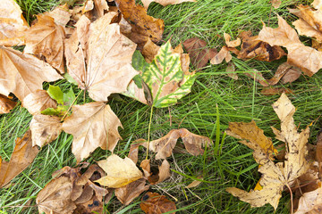 fallen leaves on the ground