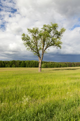 Fototapeta na wymiar tree in the summer