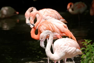 Fotobehang Flamingo © Saskia