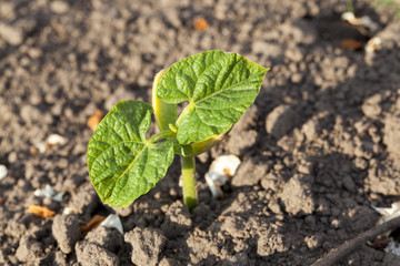green leaves of cucumber