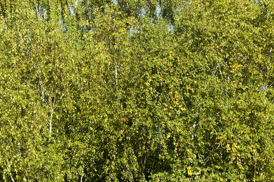 green birch leaves