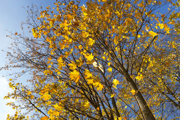 the leaves on the trees