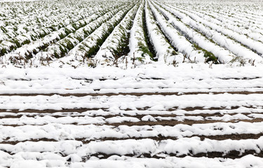 carrot harvest in the snow