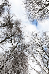 Fototapeta na wymiar trees covered with snow
