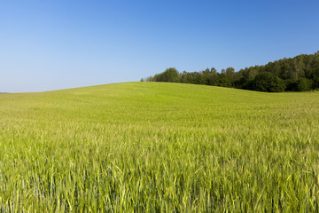 Field with cereal
