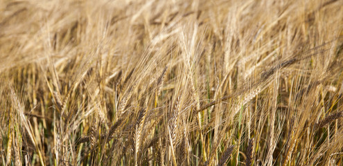 ripening cereals in the field