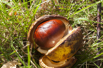 ripe fruit chestnut