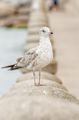 Seagull