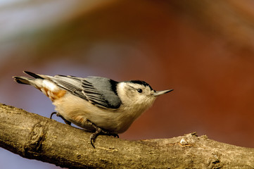 Nuthatch