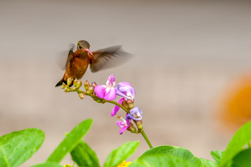 Hummingbird