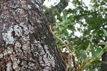 beautifull mossy tree