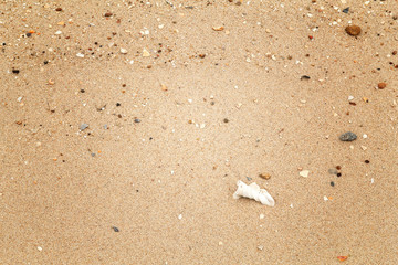 Shells on the beach sand for background.