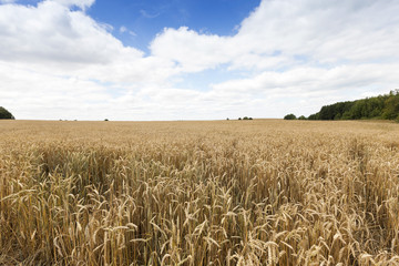 Naklejka premium field of ripe cereal