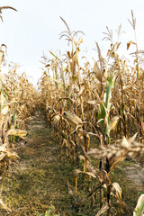 agricultural field with corn