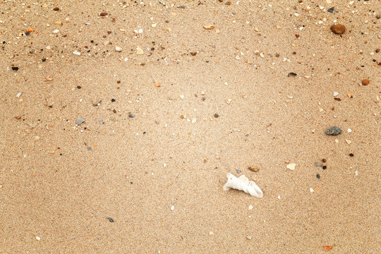 Shells on the beach sand for background.