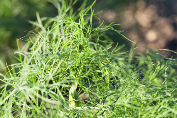 green dill in a field