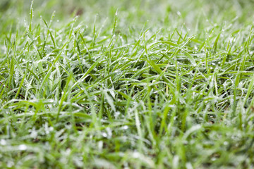young grass plants, close-up