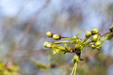 green buds of apple