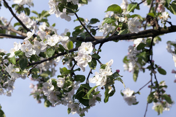White apple flowers in May