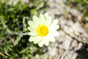 white flower
