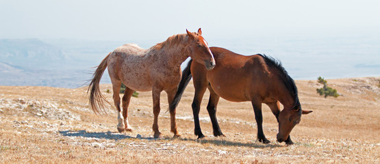 Windblown Red Roan Stallion with his Bay mare on Sykes Ridge on the Wyoming Montana state line