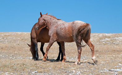 Windblown Red Roan Stallion with his Bay mare on Sykes Ridge on the Wyoming Montana state line in U...