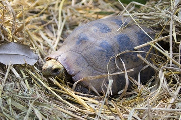 Image of an eastern chicken turtle in thailand. Wild Animals.