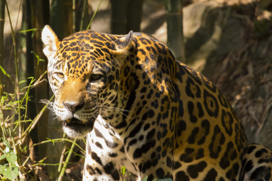 Image of a jaguar on nature background. Wild Animals.