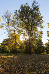 yellowed maple trees in autumn