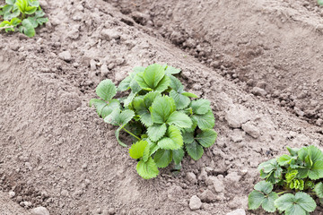 green potato leaves