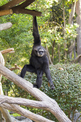 Image of a black gibbon swing on trees. Wild Animals.